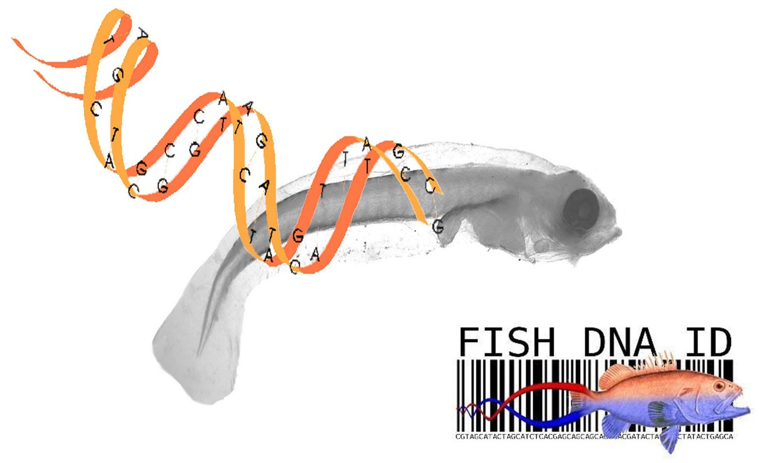 Tầm quan trọng của mã vạch DNA trong bảo vệ và thương mại hóa động vật thủy sản