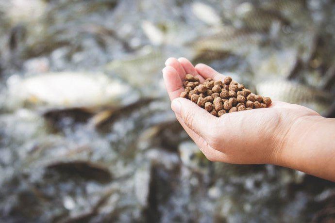 Đạm đơn bào: Tương lai của ngành thức ăn thủy sản?