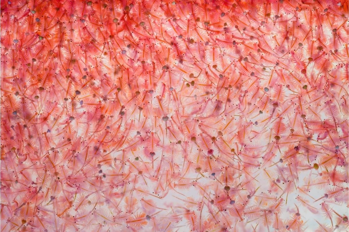 Artemia có thật sự là vector gây bệnh EHP trên tôm nuôi hay không?