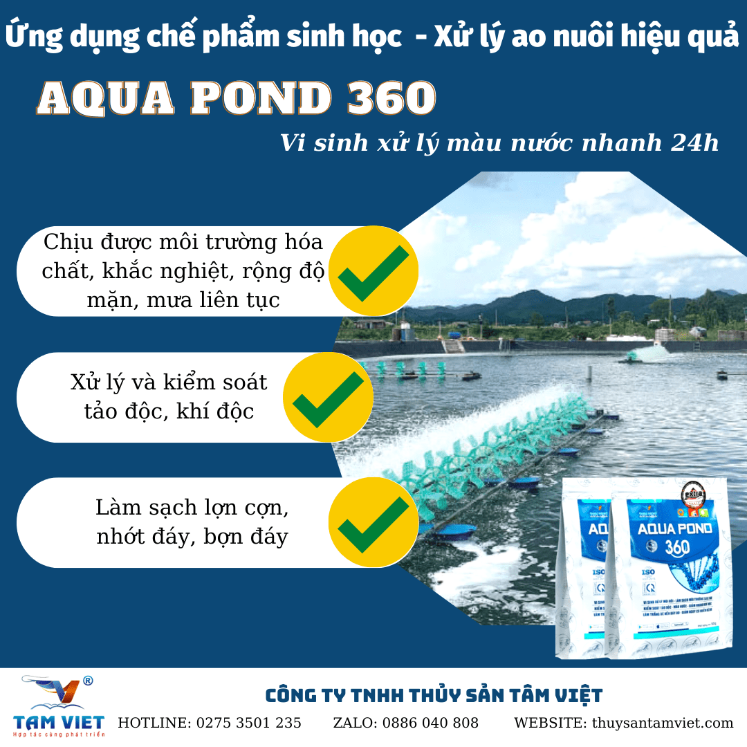 Ứng dụng chế phẩm sinh học AQUA POND 360 - xử lý nước ao nuôi hiệu quả. 
