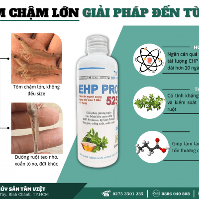 TÔM CHẬM LỚN – GIẢI PHÁP HIỆU QUẢ TỪ TÂM VIỆT