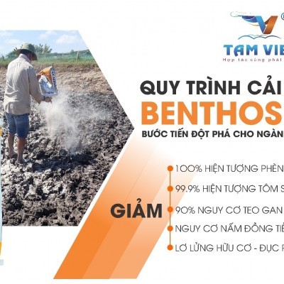 QUY TRÌNH CẢI TẠO AO BENTHOS - BƯỚC TIẾN ĐỘT PHÁ CHO NGÀNH TÔM VIỆT NAM